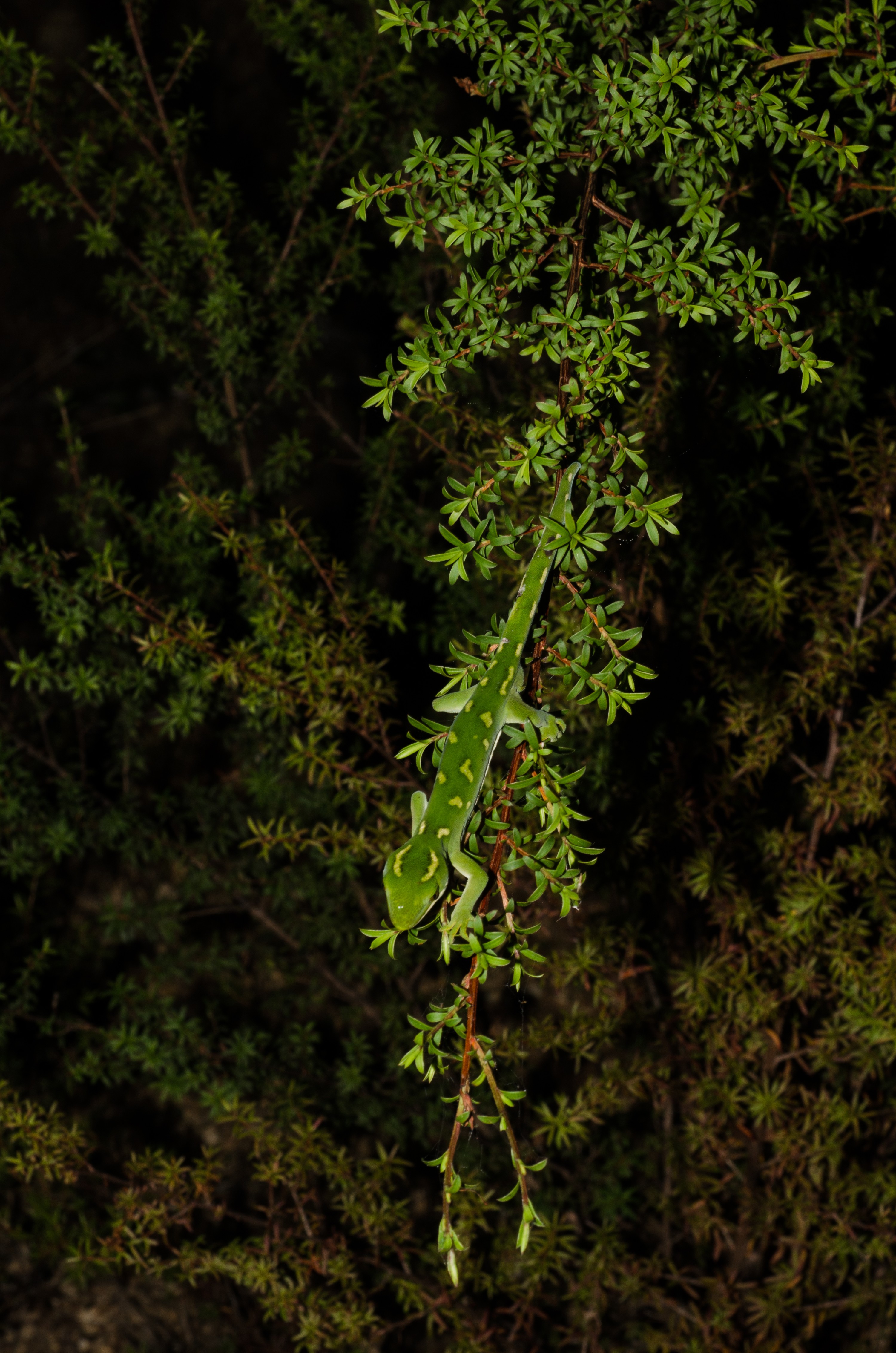 DSC_1401 – Auckland, green, gecko, Naultinus, elegans, elegans, crispin, nz, new, zealand, new zealand